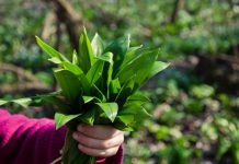Medvedí cesnak (Allium ursinum) je jednou z najcennejších jarných bylín, ktorú si obľúbili nielen bylinkári, ale aj kuchári.